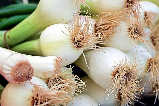  onions keep fungal infections at a minimum