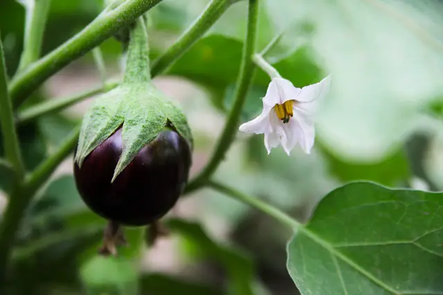 what not to grow with raspberries-aubergines
