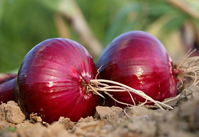 what to grow with potatoes - onions