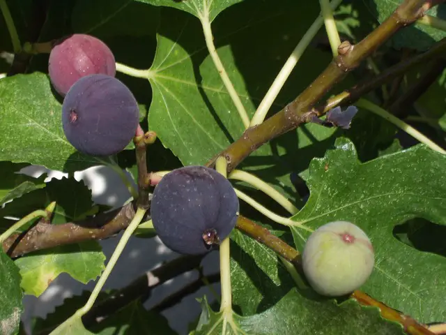 what to grow with rue - figs