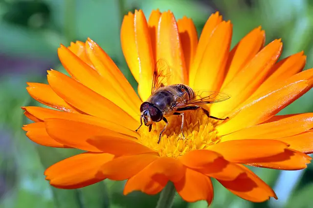 Calendula and bee