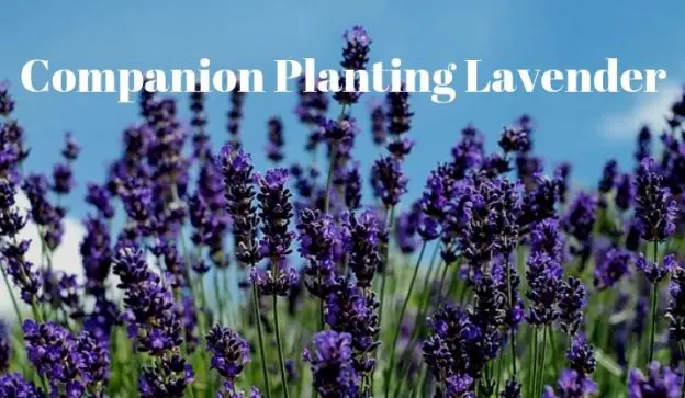 Companion Planting Lavender