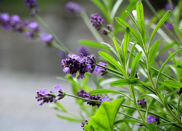 Companion Planting Lavender To Repel Pests