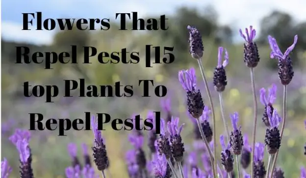 FLOWERS THAT REPEL PESTS