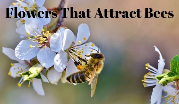 Flowers That Attract Bees