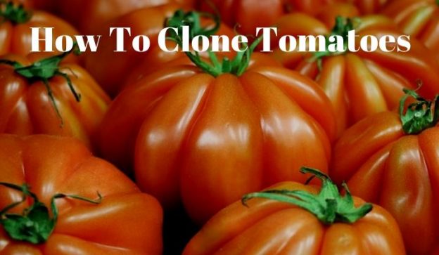 How To Clone Tomatoes
