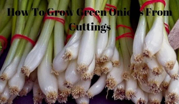 How To Grow Green Onions From Cuttings