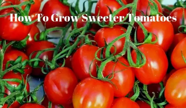 How To Grow Sweeter Tomatoes
