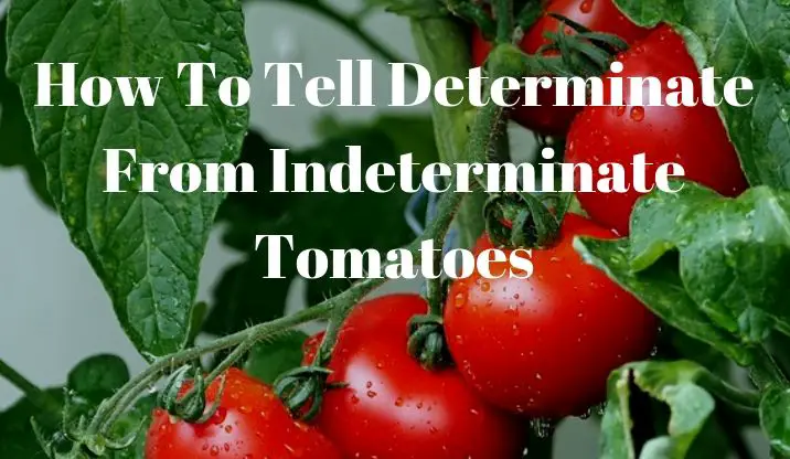 How To Tell Determinate From Indeterminate Tomatoes - Growing Guides