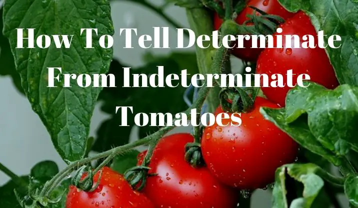 how-to-tell-determinate-from-indeterminate-tomatoes-growing-guides