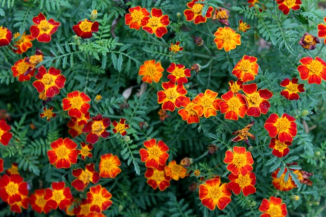 Marigolds for pest repelling