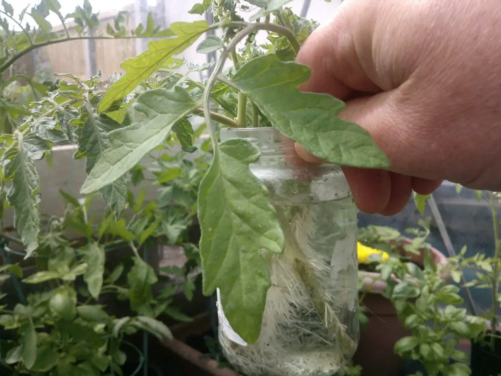 how to clone tomatoes-white roots