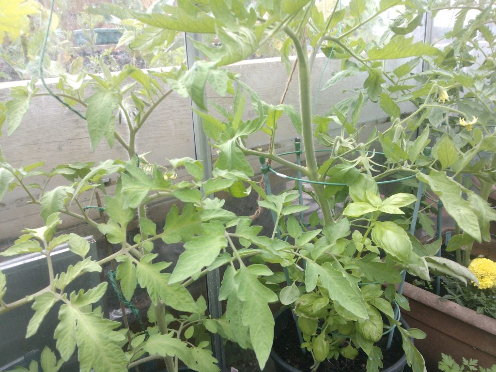 companion growing-tomatoes