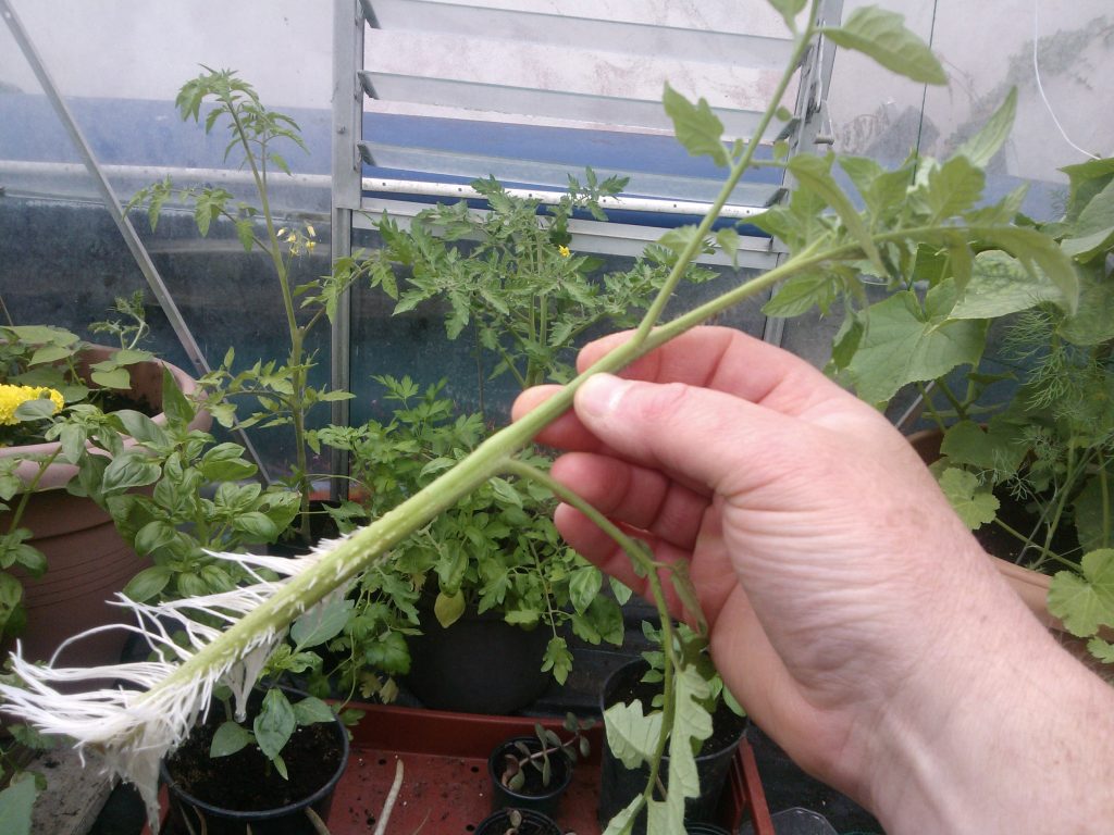 how to clone tomatoes-root development