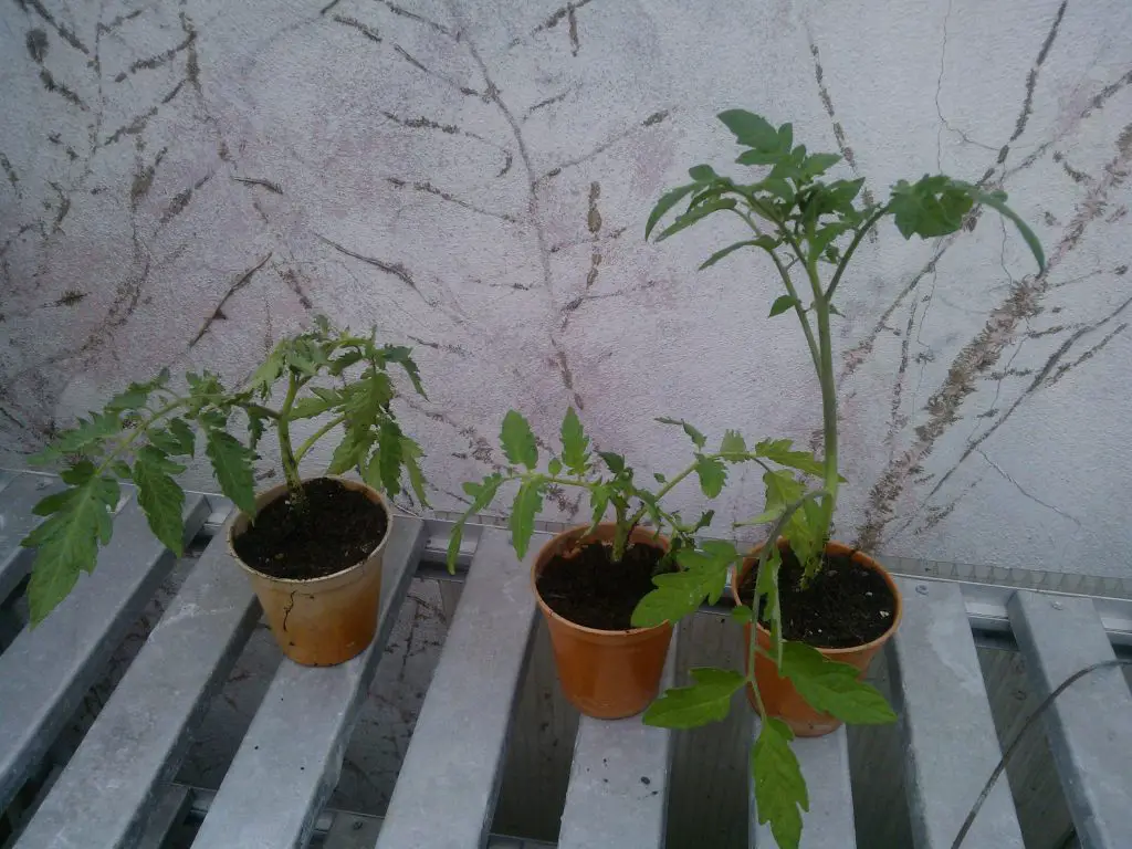 how to clone tomatoes-pot on cutting