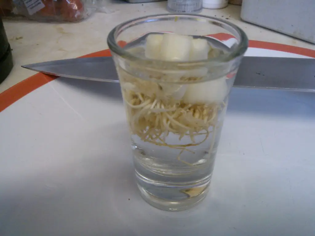Cuttings in shot glass of water