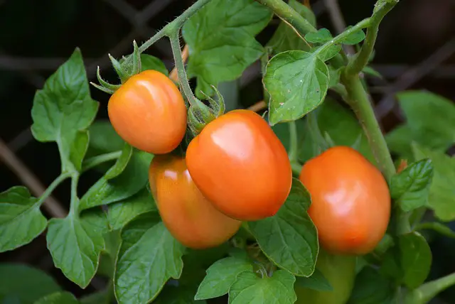 Why Do Tomato Plants Produce Fruit