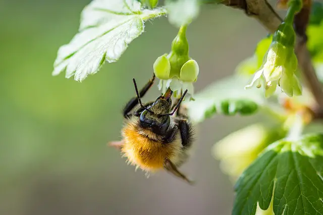 bee on gooseberry flower