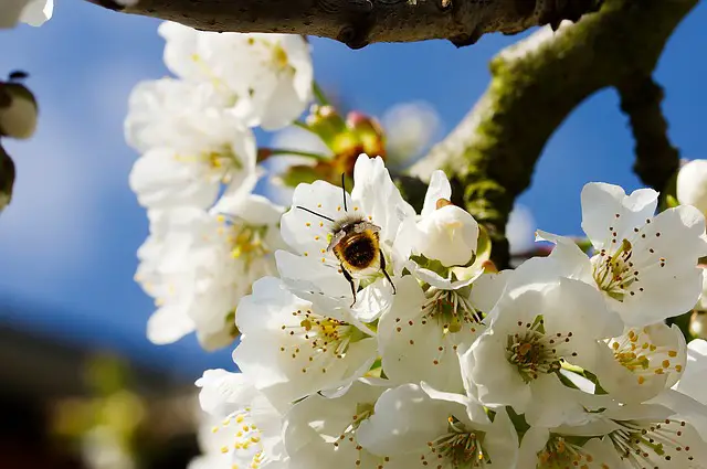 cherry blossom and bee