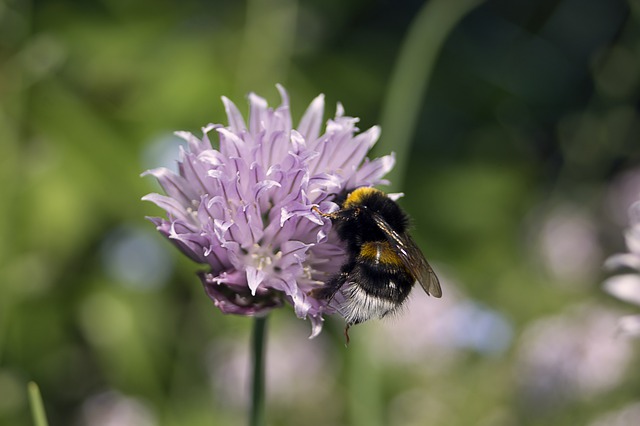 chive flower with bee