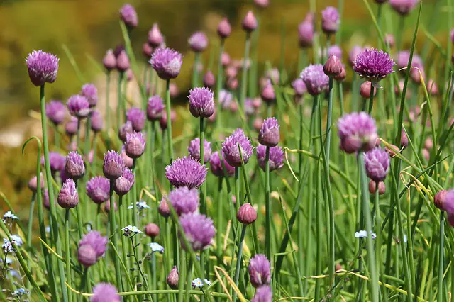 chive flowers that repel pests