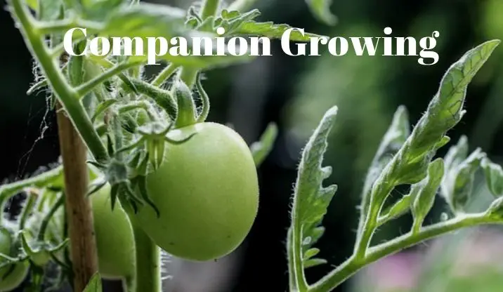 Companion Growing - Growing Guides