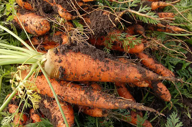 companion planting sage carrots