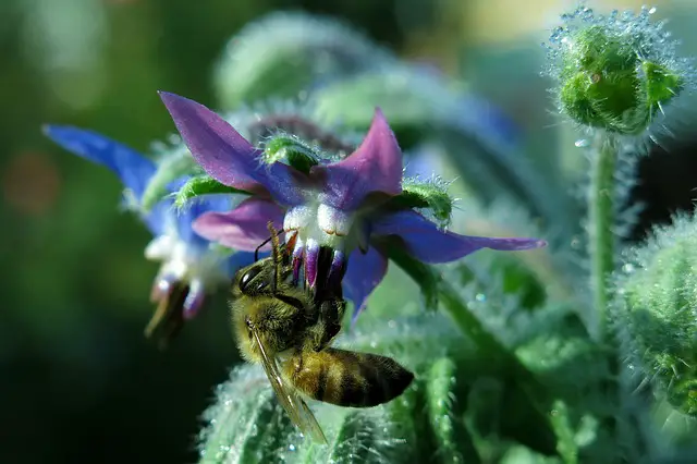 flowers that attract bees borage