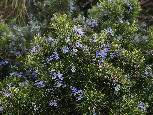 flowers that attract bees rosemary