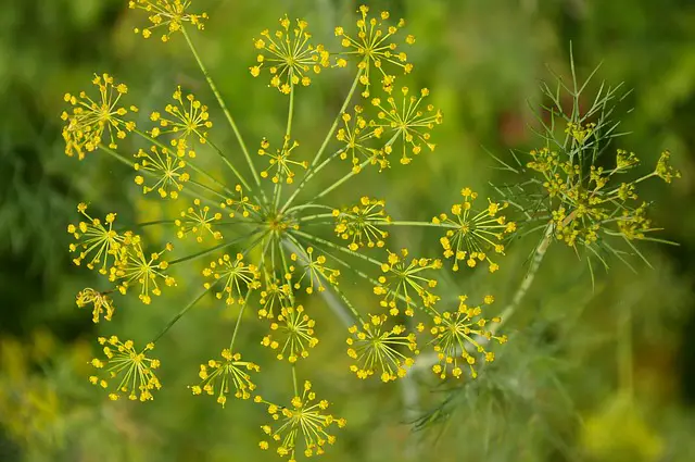 flowers that repel pests-dill