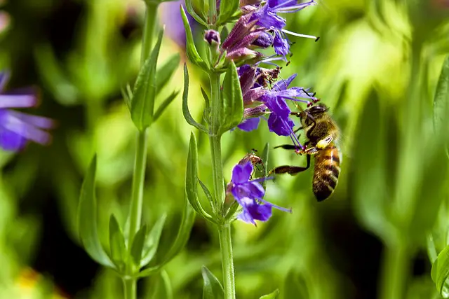 flowers that repel pests -hyssop