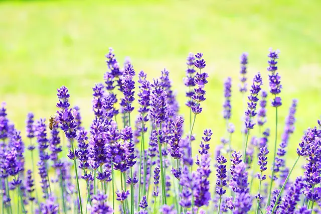 flowers that repel pests-lavender