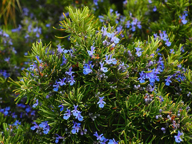 flowers that repel pests-rosemary