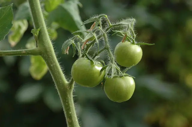 how to clone tomatoes-sucker