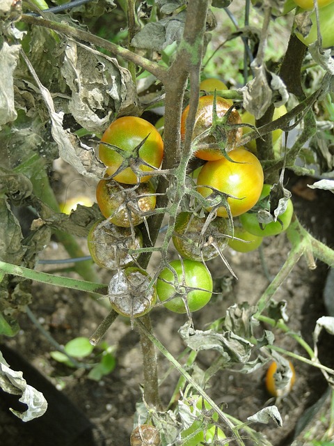 tomato-blight