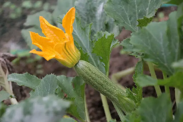 Sterben Ihre Zucchini vor der Reife