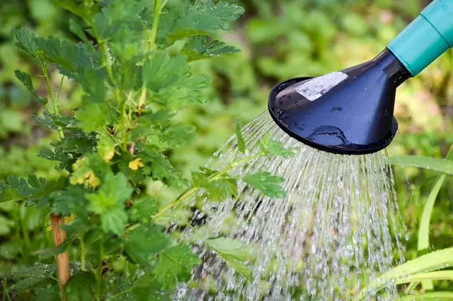 Marciume del fiore nelle zucchine e irrigazione