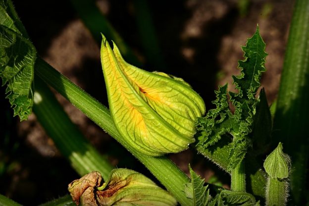 zucchini Turning Yellow And Rotting - Growing Guides