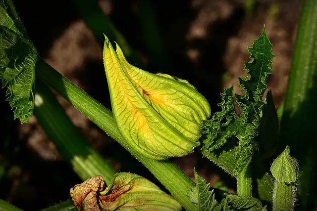 Las flores femeninas del calabacín no se abren