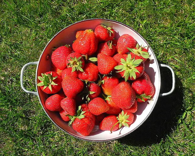 How Do You Increase The Yield Of Strawberries