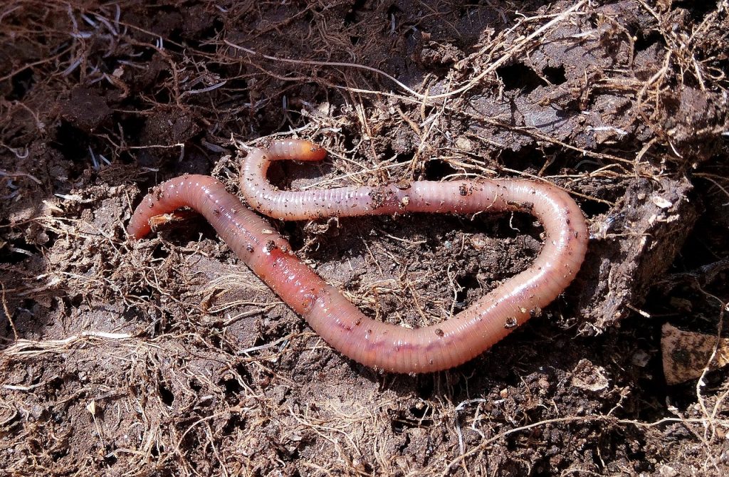 How To Encourage Earth Worms Into Your Garden