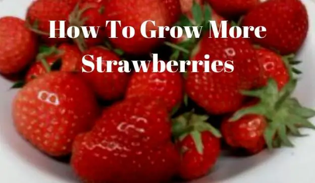 How To Grow More Strawberries