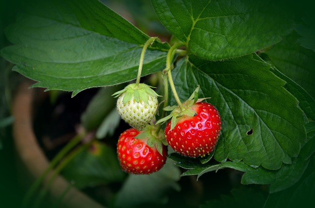 How To Grow More Strawberries In Containers