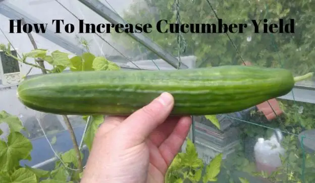 How To Increase Cucumber Yield