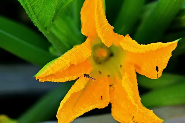 Comment polliniser les courgettes