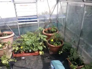 Growing Cucumbers In Containers