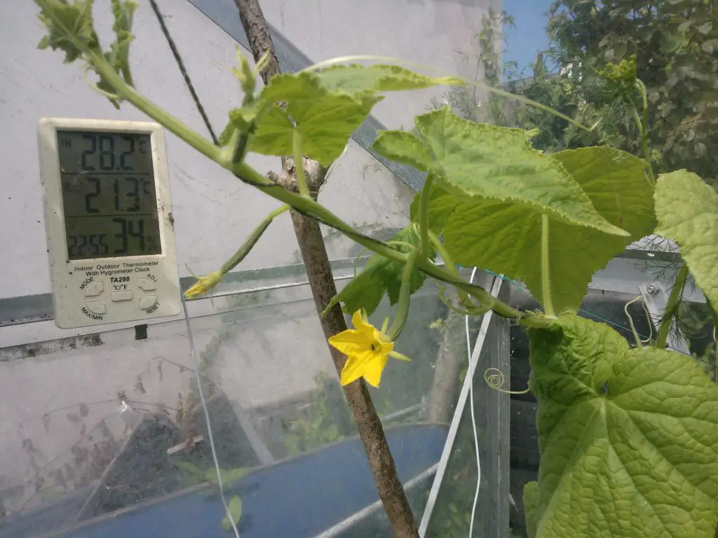 How To Increase Cucumber Yield Growing Guides