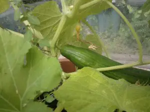 How To Increase Cucumber Yield The Secrets
