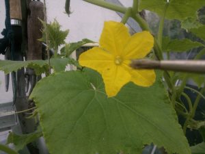 Comment polliniser à la main les courgettes