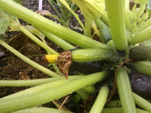 Zucchini Turning Yellow And Rotting Blossom End Rot